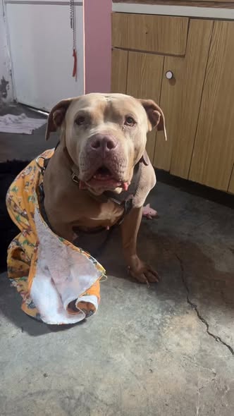 Perro en adopción