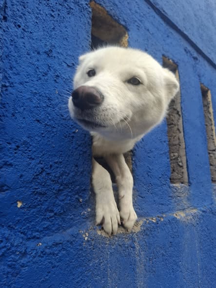 Dog for adoption