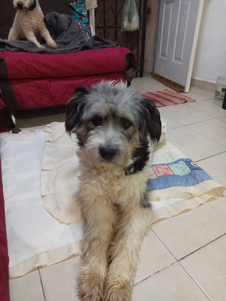 Dog for adoption