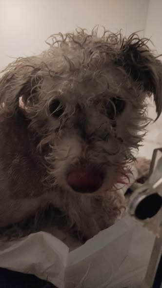 Dog for adoption