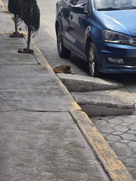 Dog for adoption