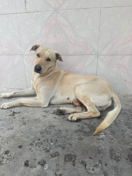 Dog for adoption
