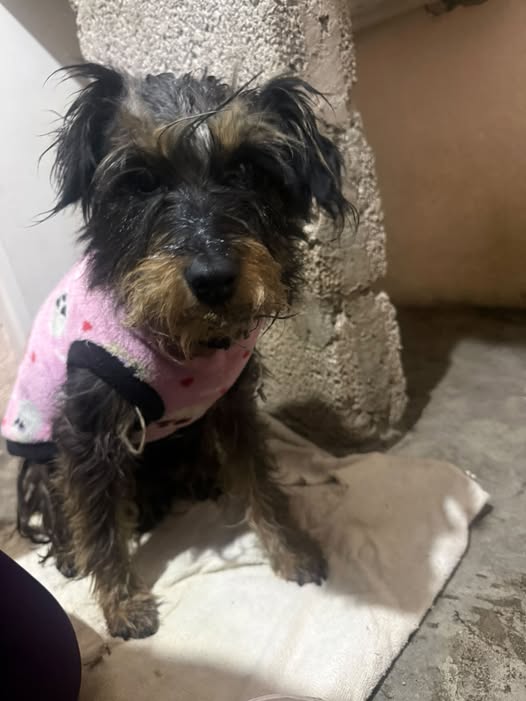 Dog for adoption