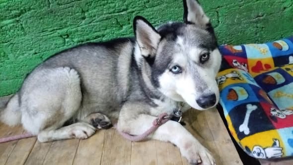 Dog for adoption