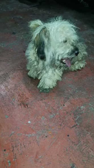 Dog for adoption