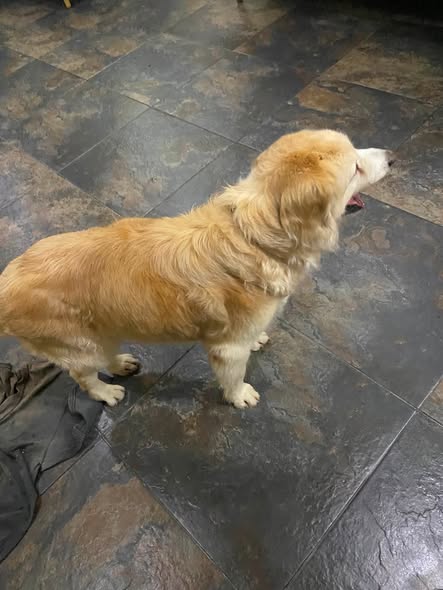 Perro en adopción