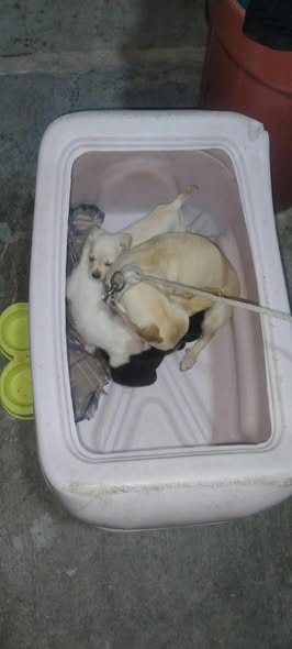 Dog for adoption