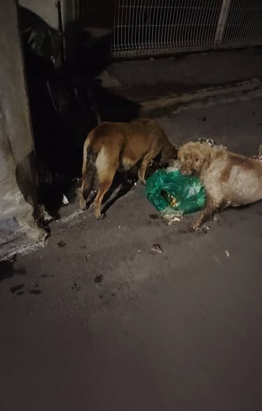 Perro en adopción