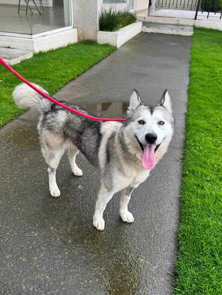 Dog for adoption