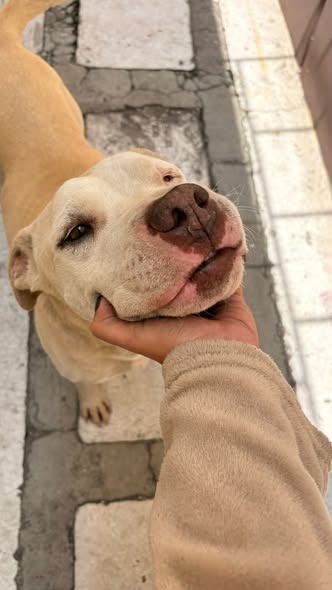 Dog for adoption