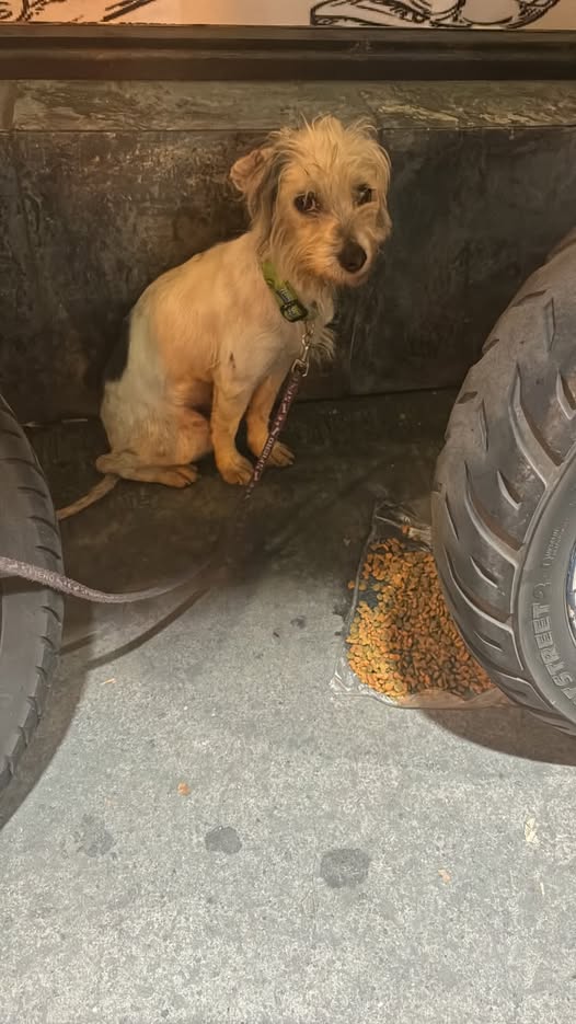 Perro en adopción