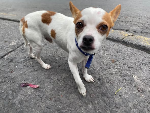Perro en adopción