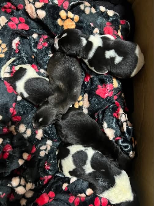 Perro en adopción