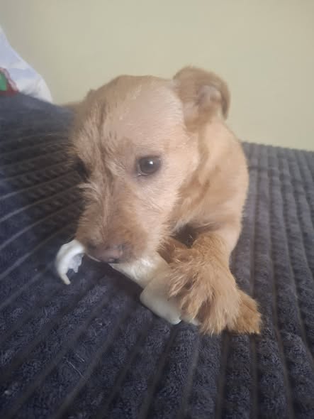 Perro en adopción