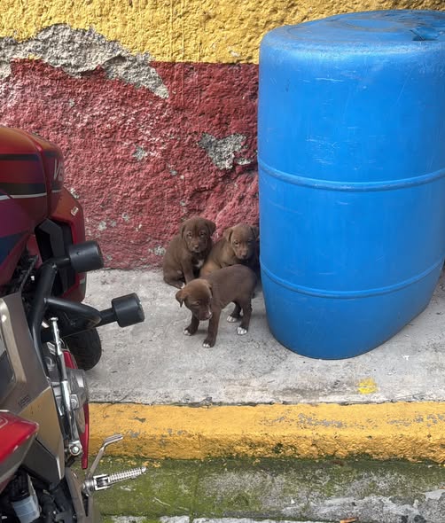 Perro en adopción