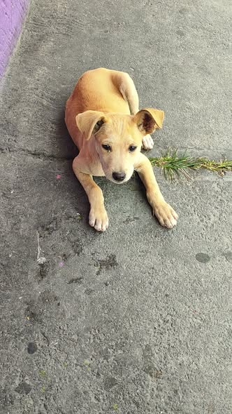 Dog for adoption