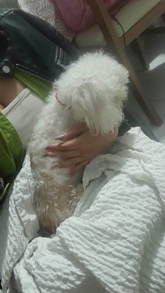 Perro en adopción
