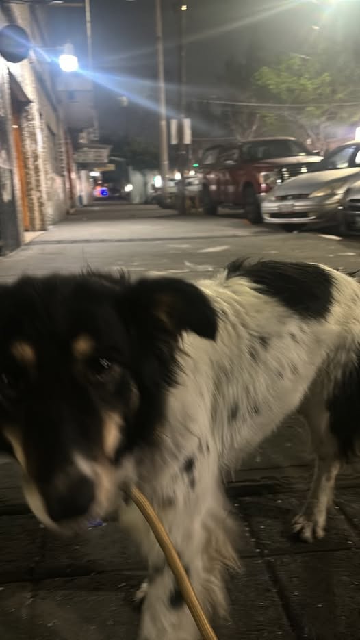 Perro en adopción