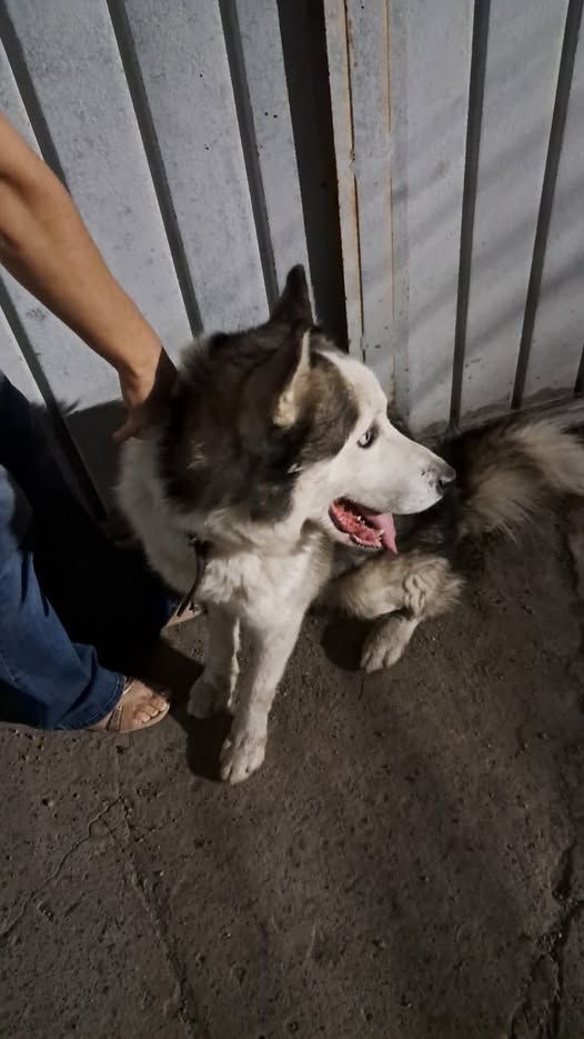 Perro en adopción
