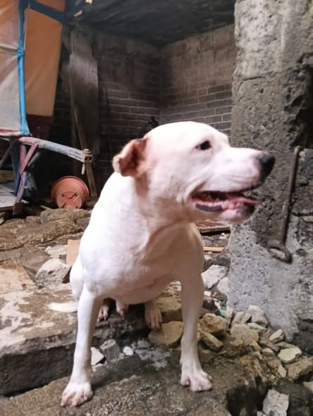 Dog for adoption