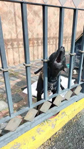 Dog for adoption