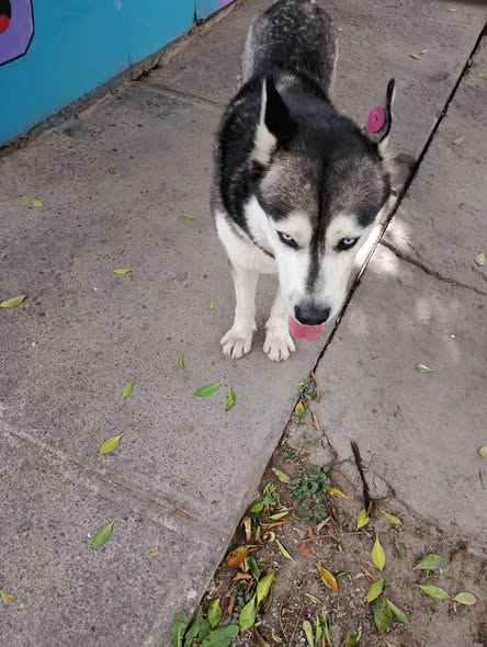 Dog for adoption