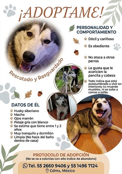 Perro en adopción