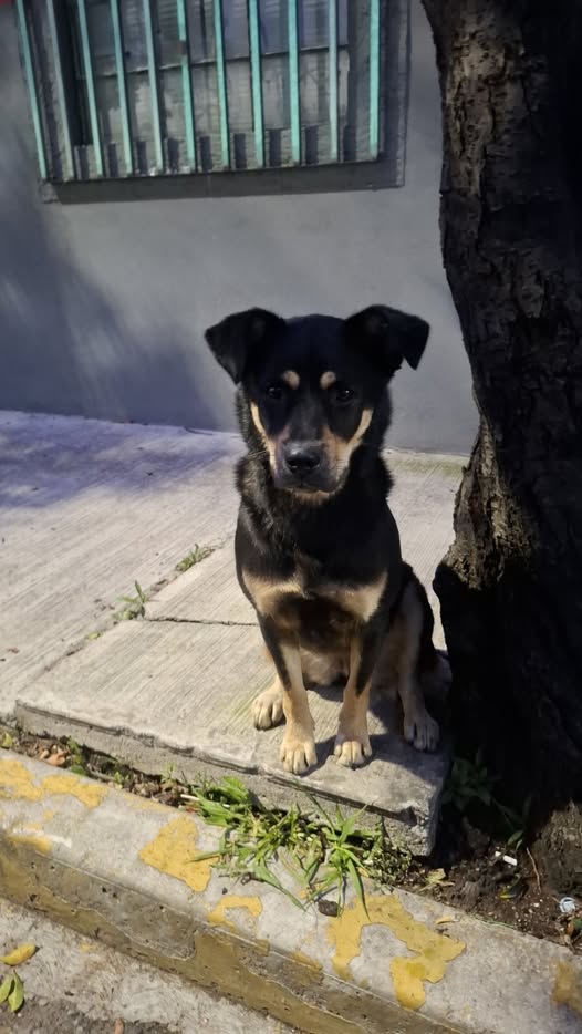 Perro en adopción