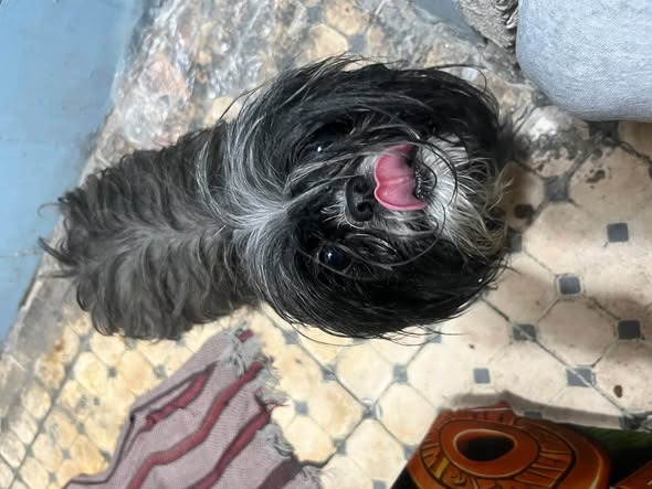 Perro en adopción