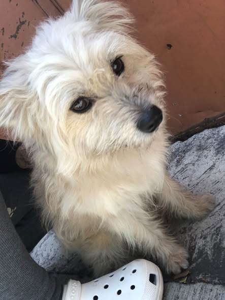 Dog for adoption