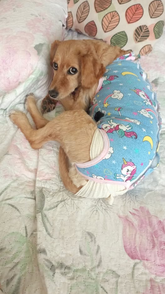Perro en adopción