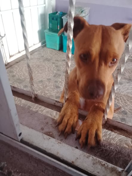 Perro en adopción