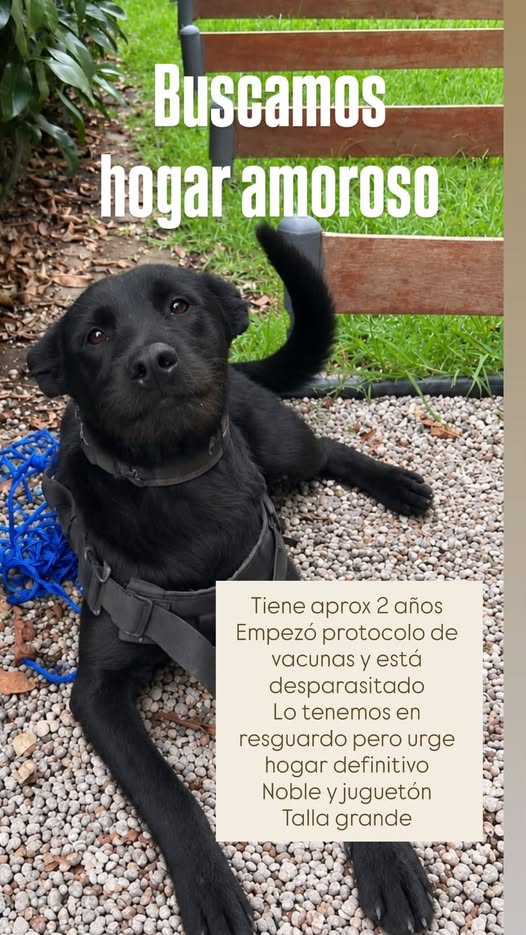 Perro en adopción