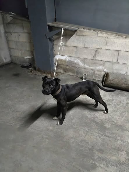 Perro en adopción