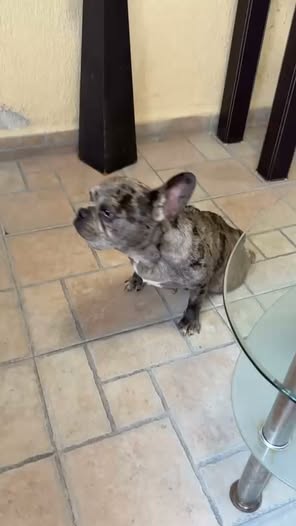 Perro en adopción
