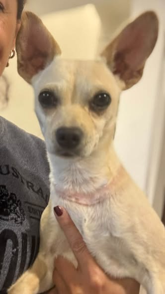 Perro en adopción