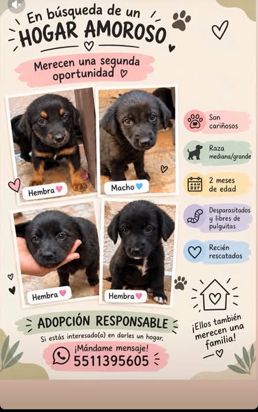 Dog for adoption