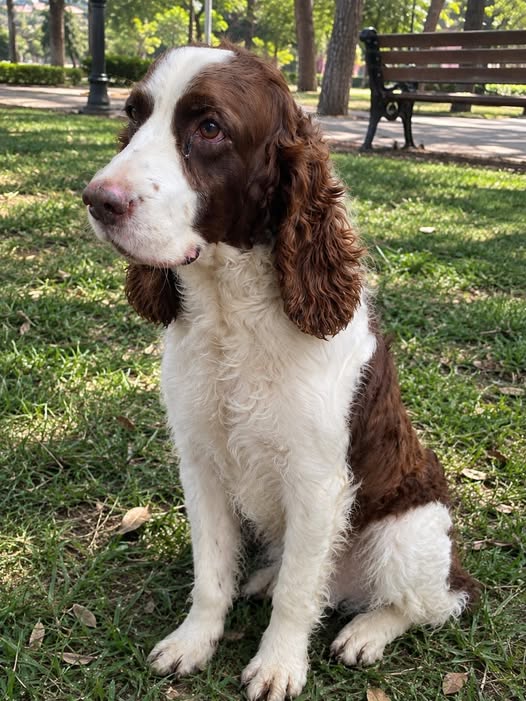 Perro en adopción