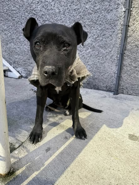 Dog for adoption