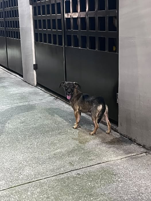 Dog for adoption
