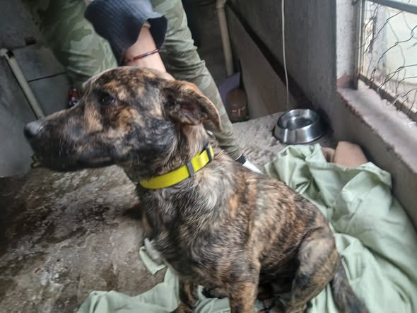 Dog for adoption