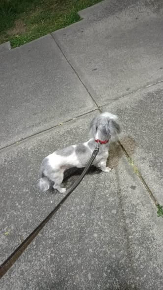 Perro en adopción