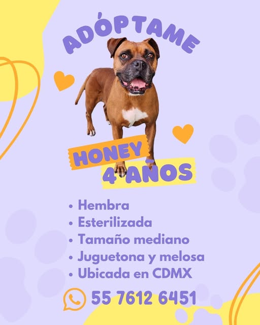 Perro en adopción