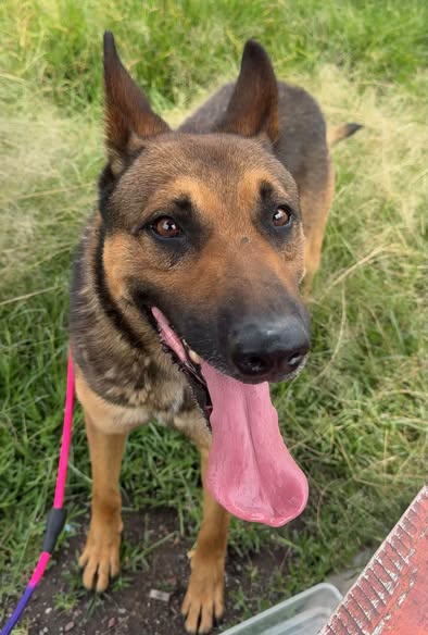 Perro en adopción