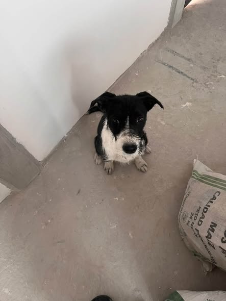 Dog for adoption