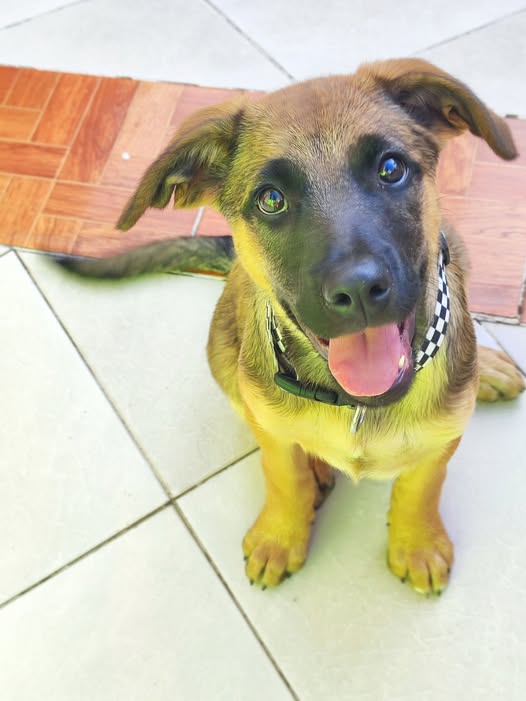 Perro en adopción