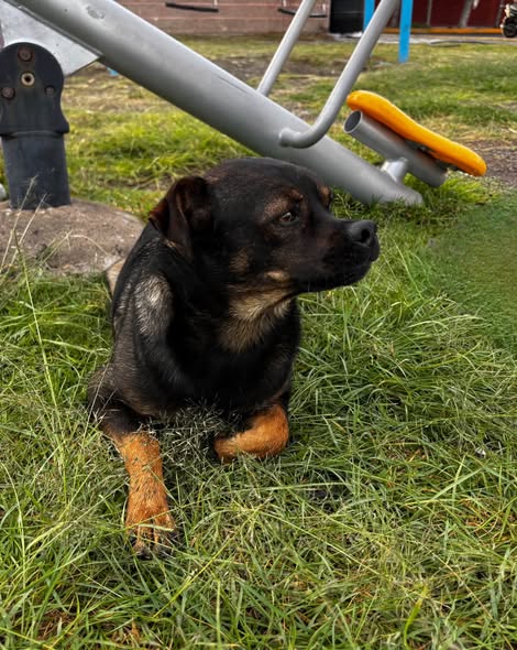 Dog for adoption