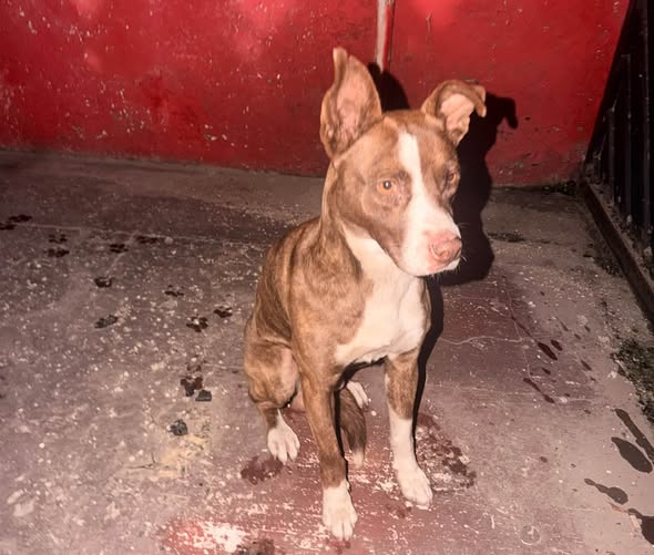 Perro en adopción