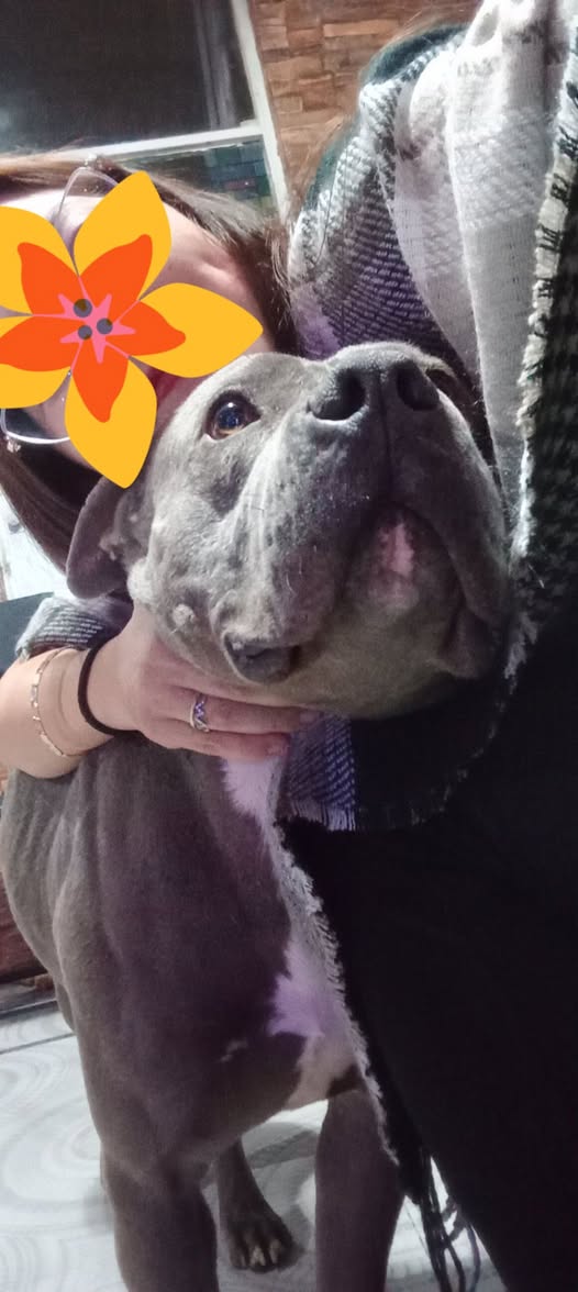 Perro en adopción