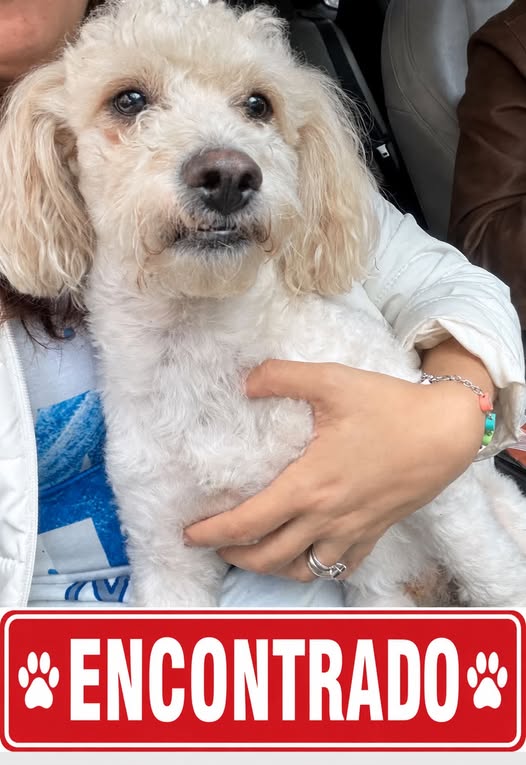 Dog for adoption